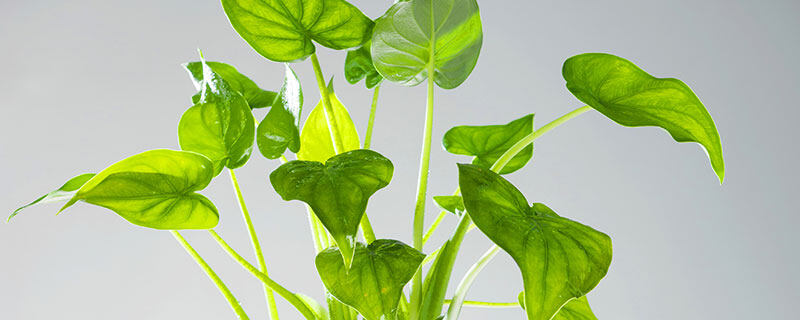 金丝楠木种植条件 金丝楠木种植条件