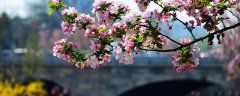 长寿冠海棠花一年开几次