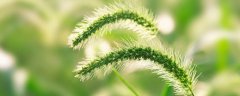 狗尾巴草的外形和特点