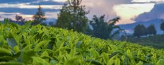 生态有机茶叶品质形成的关键技术
