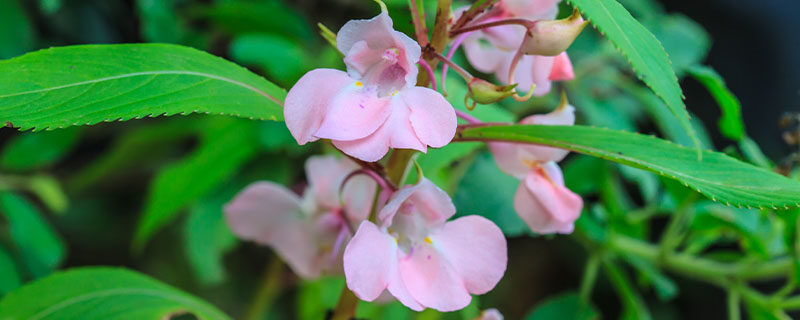 凤仙花花期多长