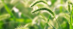 狗尾巴草的学名