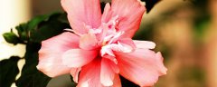 盆栽木槿花怎么养