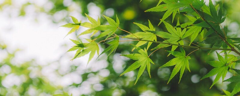 被子植物有哪些 被子植物有哪些