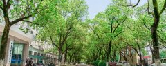 国槐是常绿还是落叶