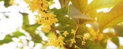 桂花种类区别图片说明