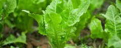 油麦菜怎么种植方法