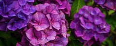 没开花的绣球花枝条怎么剪