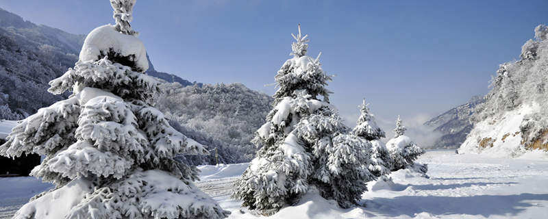 雪松的寓意和象征 雪松的寓意和象征