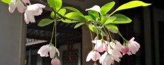 海棠几月份开花