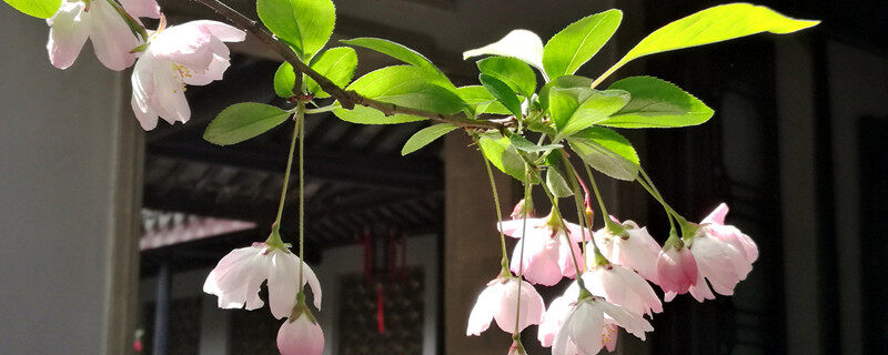 海棠几月份开花 海棠几月份开花