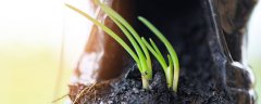 火葱种植方法和时间