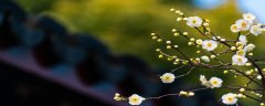 梅花耐寒为什么北方没有