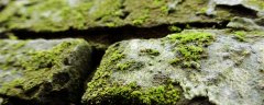 苔藓植物可以监测空气污染程度吗