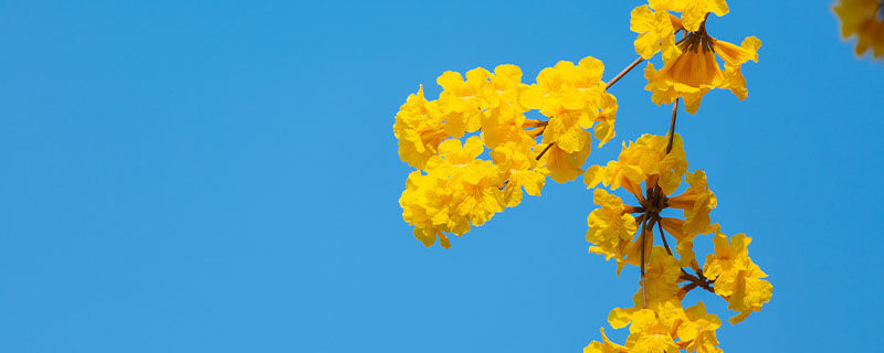 风铃花的花语是什么意思 风铃花的花语是什么意思