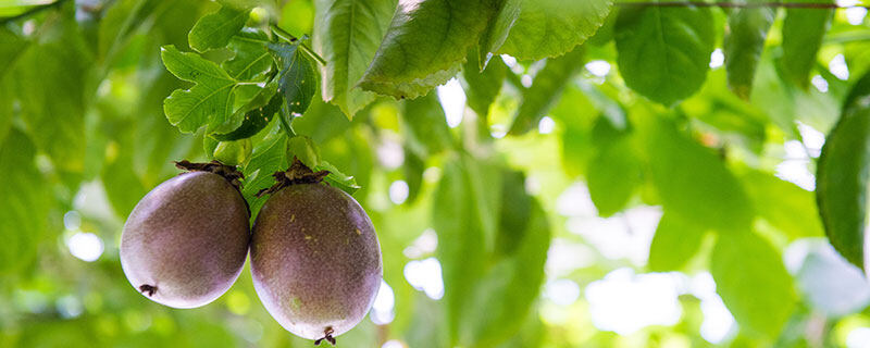 百香果籽的播种方法 百香果籽的播种方法