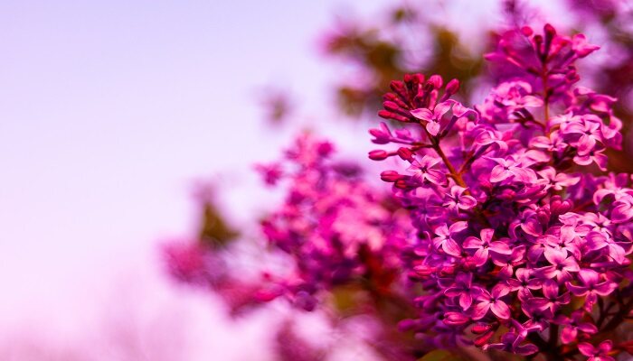 什么颜色的丁香花 什么颜色的丁香花