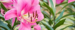 百合花怎么醒花最简单的方法