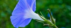 水培重瓣牵牛花几天生根