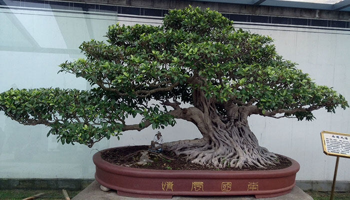 小榕树的养殖方法和注意事项