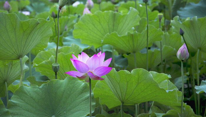 澳门市花是什么花,象征什么 澳门市花是什么花,象征什么