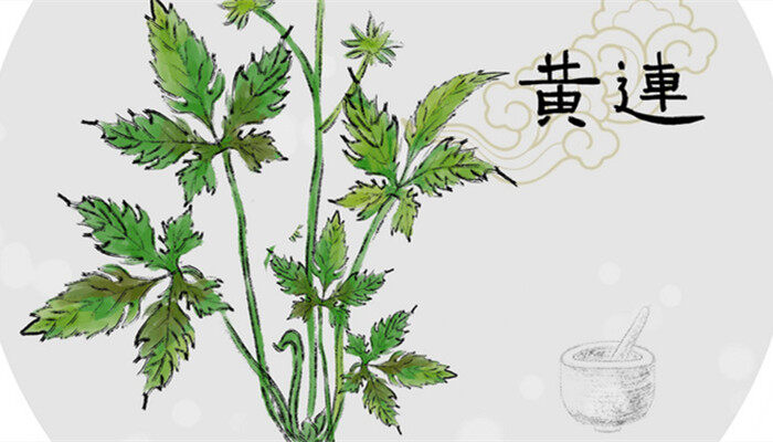 黄连种植技术和亩收益