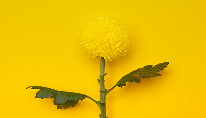 球兰花搭架子还是悬挂 球兰花搭架子还是悬挂