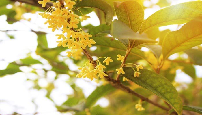 桂花要开花的征兆 桂花要开花的征兆