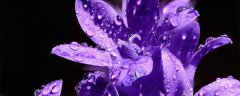 翠芦莉是多年生吗