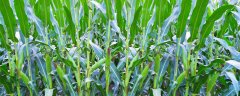 玉米高产种植新技术