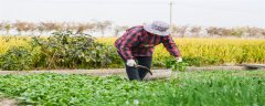 树仔菜什么季节种植