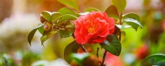 山茶花种类
