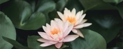 观叶植物图片及名称