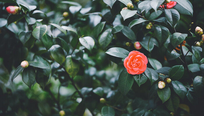 花中娇客指的是什么花 花中娇客指的是什么花