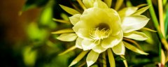 昙花寓意