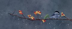 小斑鸠什么情况下会死