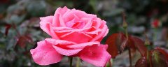 月季花怎么施肥
