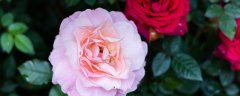 21朵红玫瑰花语是什么
