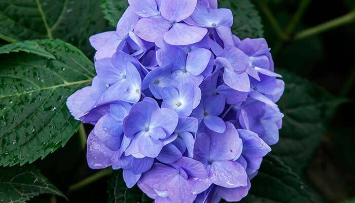 香油渣子怎么给花施肥 香油渣子怎么给花施肥