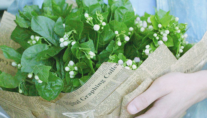 香水茉莉什么时候开花 香水茉莉什么时候开花