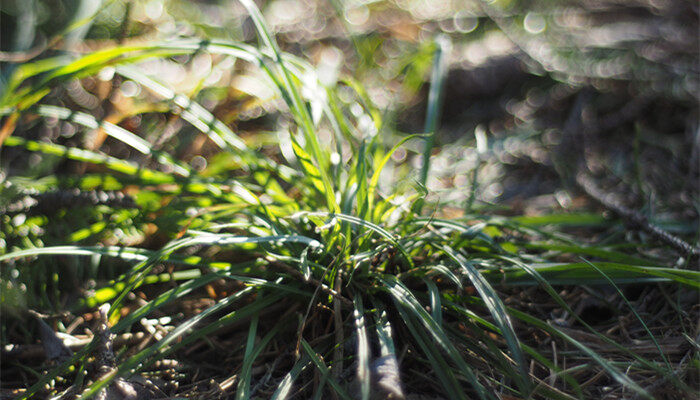 石菖蒲种植基地 石菖蒲种植基地