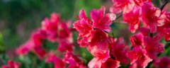 杜鹃花的寓意
