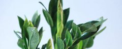 夏天玉树叶子发软是为什么