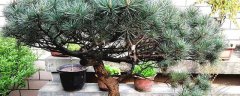 小香松越来越黄怎么办