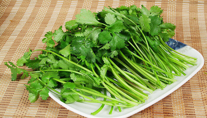 十一月份能种香菜吗 十一月份能种香菜吗