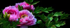 牡丹花夏天叶子枯是否死了