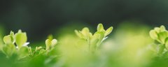 象草怎么种植