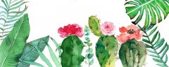 霸王花是什么花