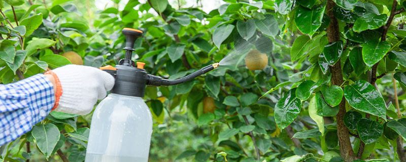 溴氰吡虫啉能打什么虫
