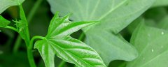 红薯秧长多长开始打头